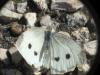 Pieris rapae